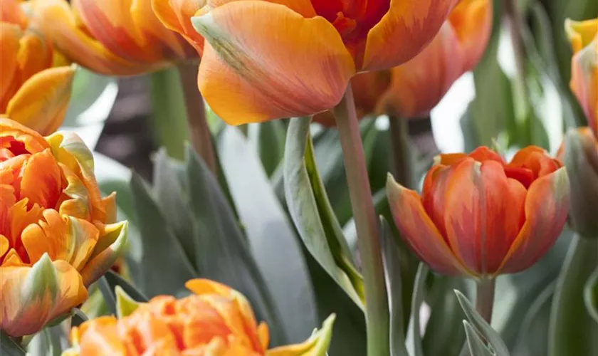 Tulipa 'Orange Princess'