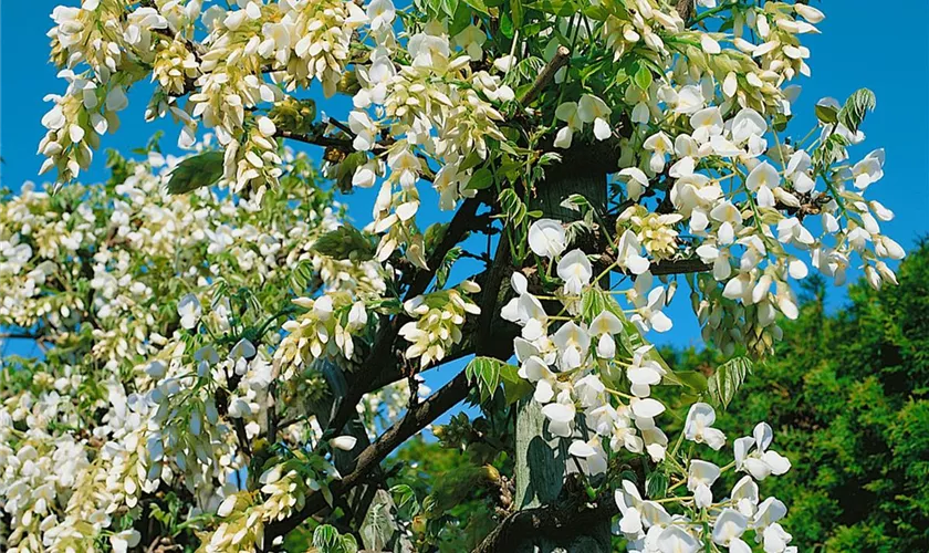 Wisteria venusta