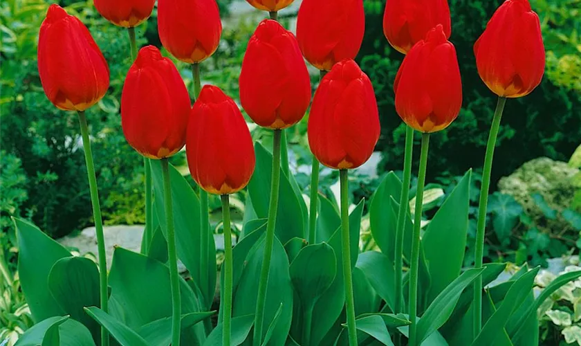 Tulipa 'Oxford'