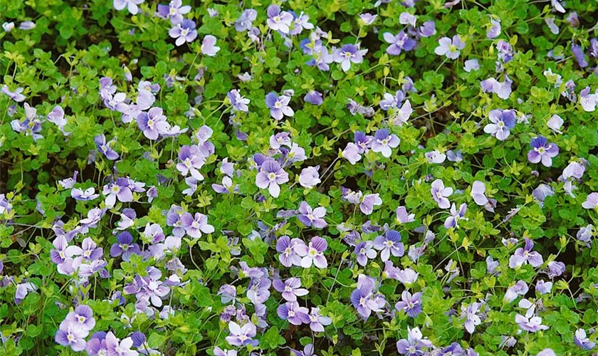 Veronica filiformis