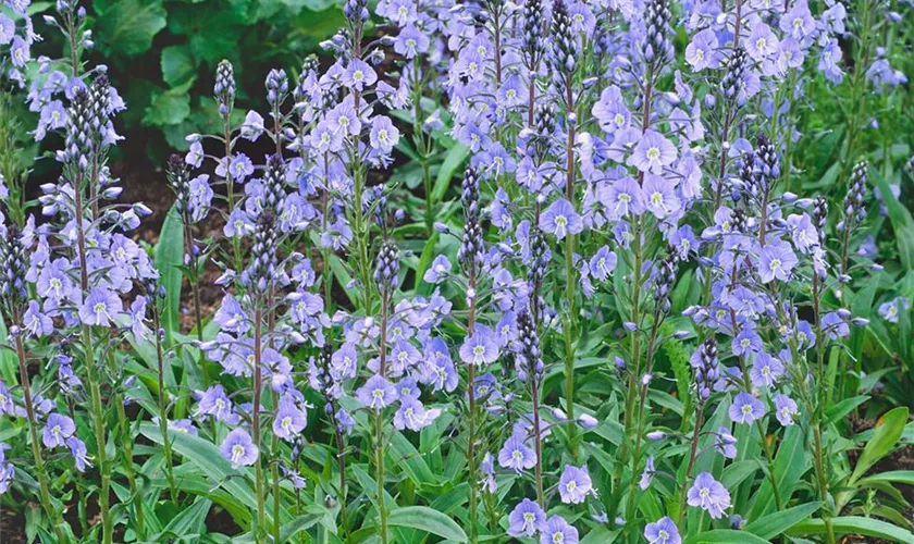 Veronica gentianoides 'Pallida'