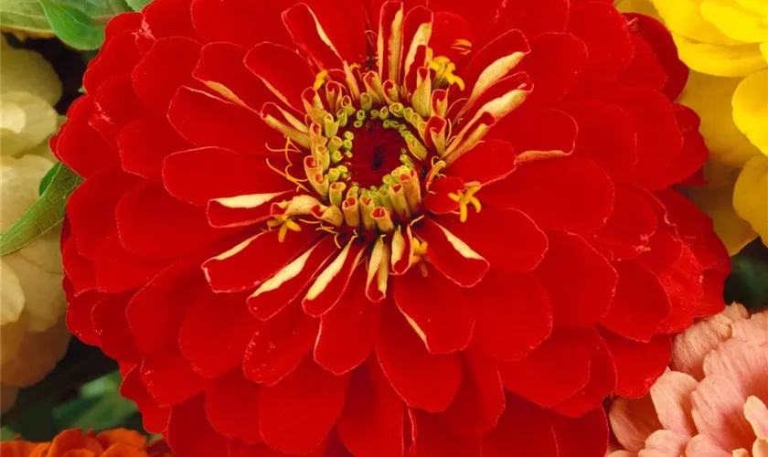 Zinnia elegans 'Scharlachkönigin'