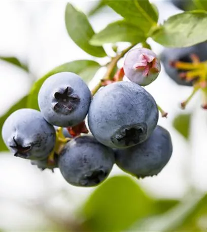 Der Obstgarten – viele Leckereien für große und kleine Naschkatzen