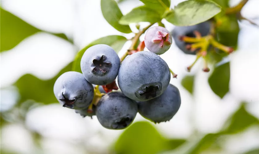 Vaccinium corymbosum 'Brigitta'