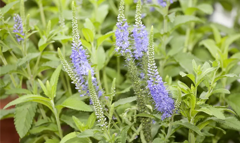 Veronica longifolia 'Blauriesin'