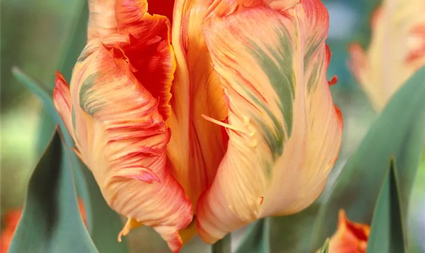 Tulipa 'Parrot King'