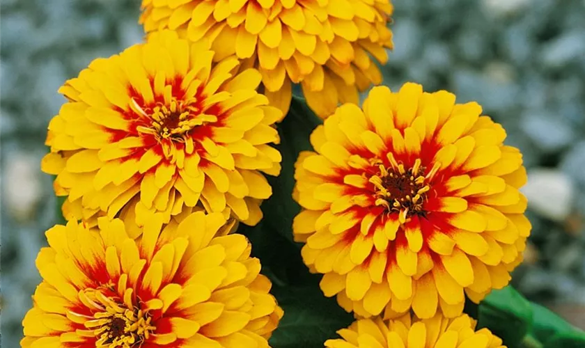 Zinnia elegans 'Swizzle'