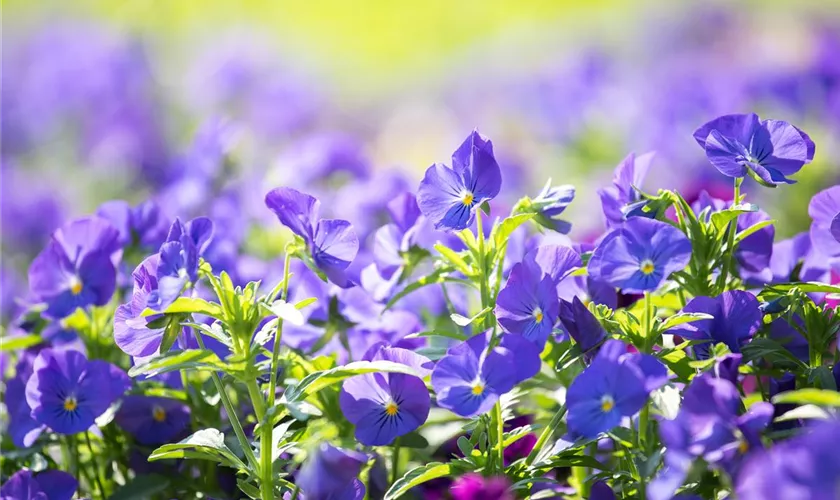 Viola cornuta 'Andrea'