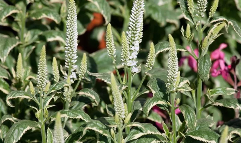 Veronica longifolia 'Charlotte'