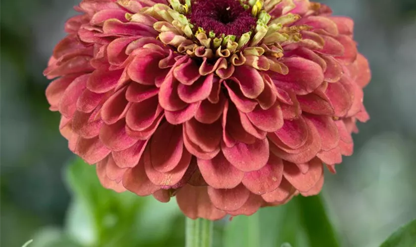 Zinnia elegans 'Zinderella Peach'