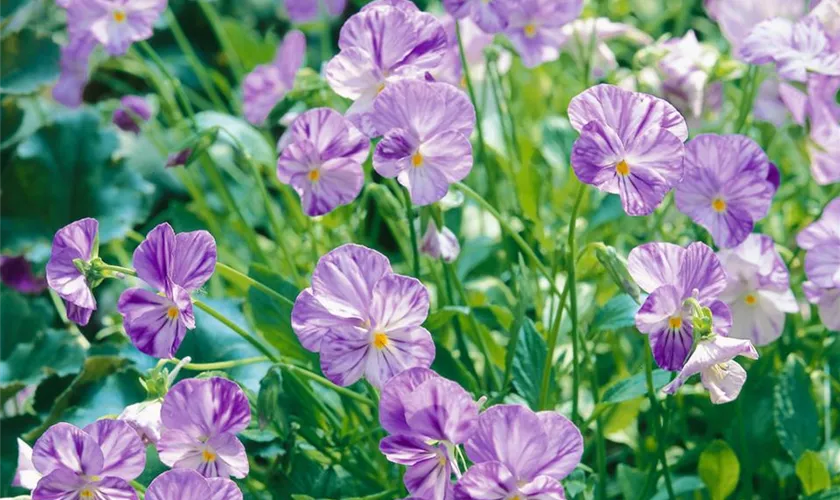 Viola cornuta 'Columbine'