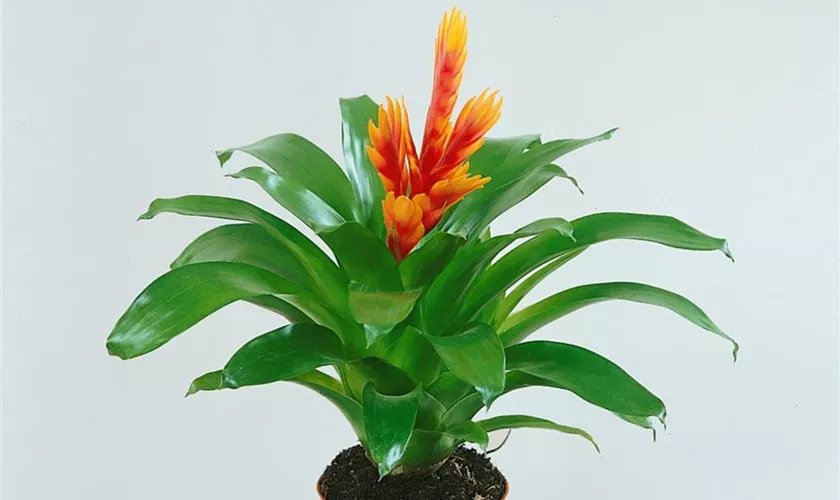 Vriesea splendens 'Enjoy'