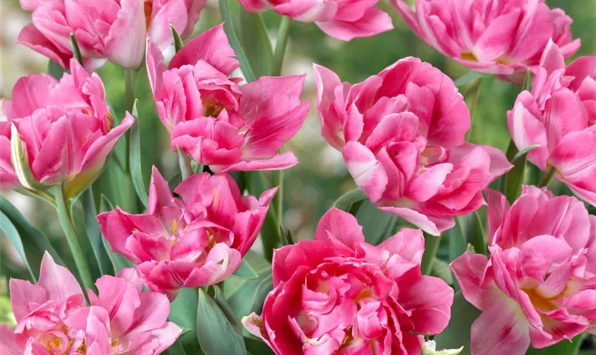 Tulipa 'Peach Blossom'