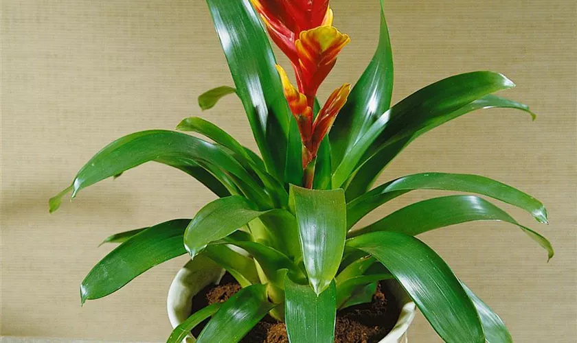 Vriesea 'Arden'