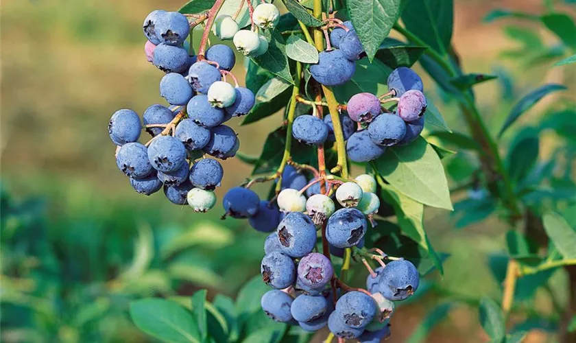 Vaccinium corymbosum 'Earlyblue'