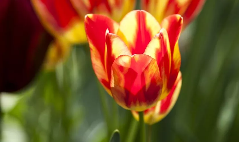 Tulipa 'Perfect Torch'