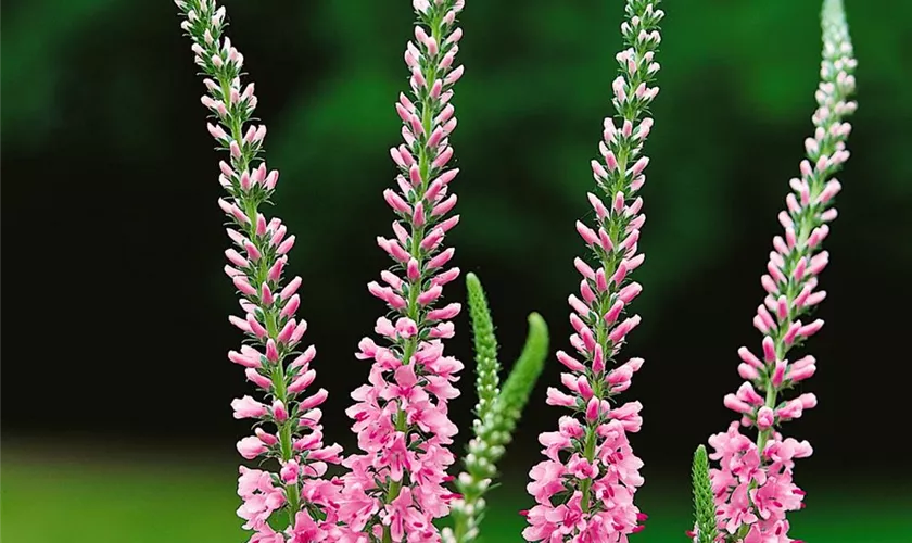 Veronica longifolia 'Pink Damask'