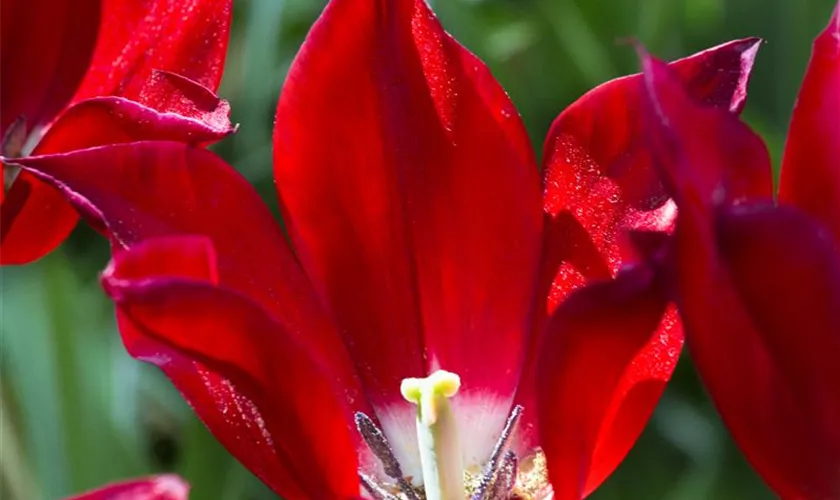 Tulipa 'Pieter de Leur'