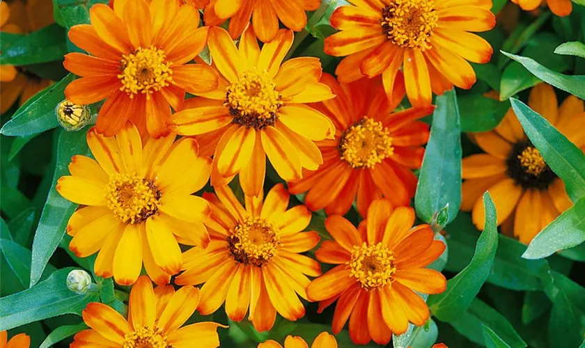 Zinnia haageana 'Amulette Orange'