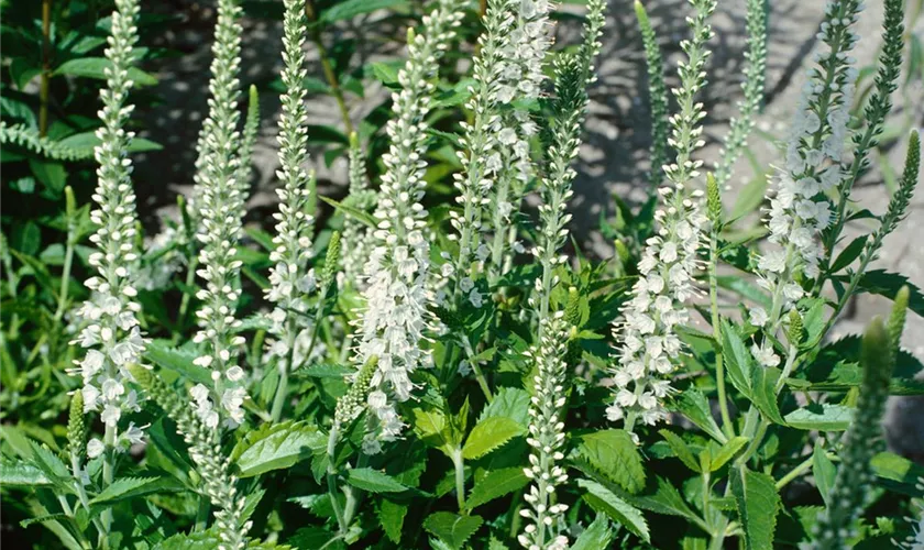 Veronica longifolia 'Schneeriesin'