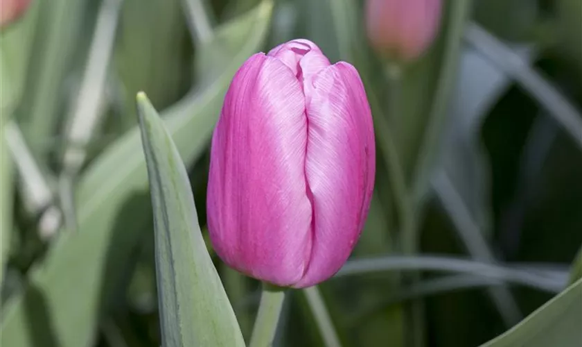 Tulipa 'Pink Flag'