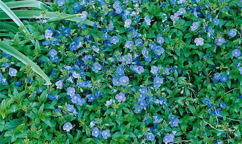 Veronica peduncularis 'Georgia Blue'