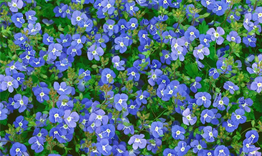 Veronica peduncularis 'Big Blue'(s)