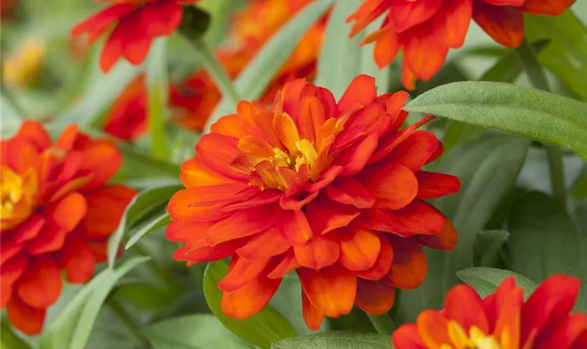 Zinnia haageana 'Profusion'