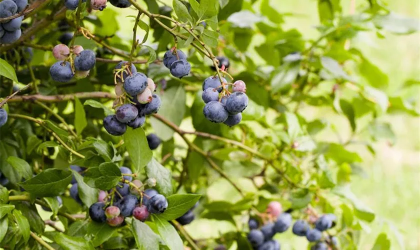 Vaccinium myrtillus 'Sinikka'