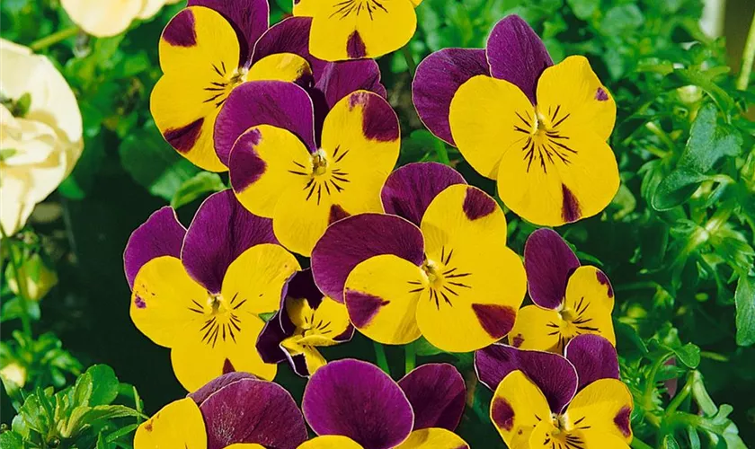 Viola cornuta 'Lilac Wing'