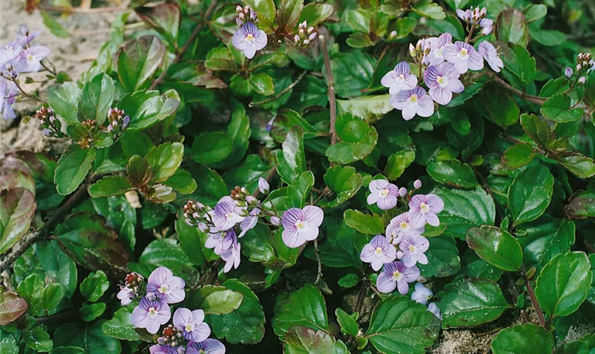 Veronica petraea 'Madame Mercier'