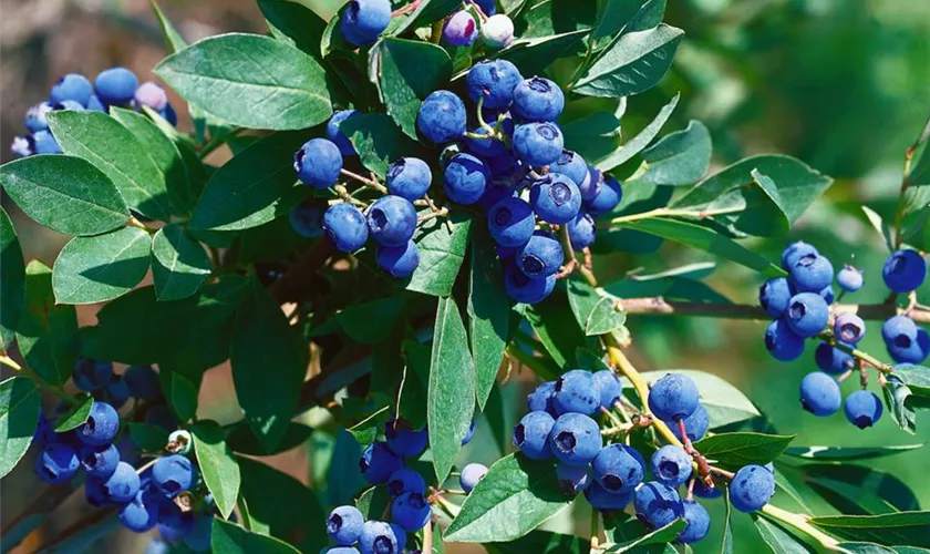 Vaccinium corymbosum 'Little Giant'