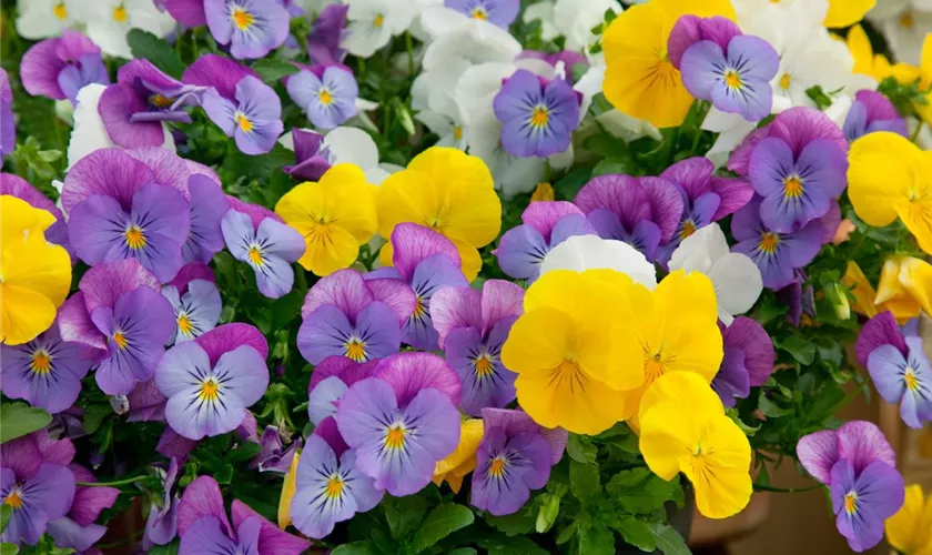 Viola cornuta 'Plentifall'