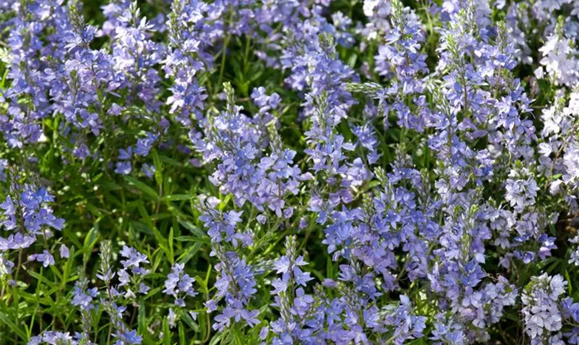 Veronica prostrata