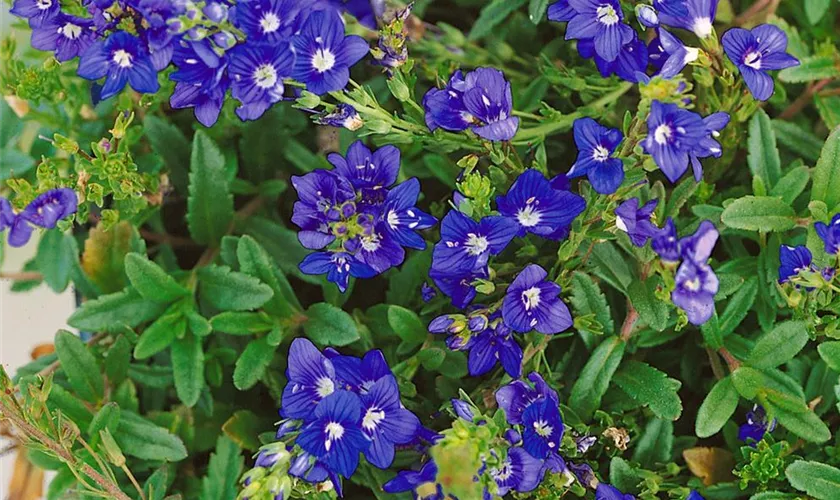 Veronica prostrata 'Nestor'