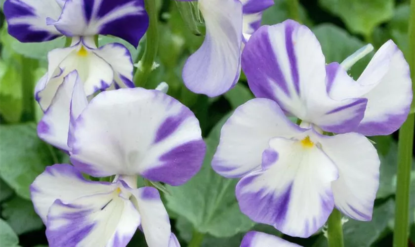 Viola cornuta 'Rebecca'