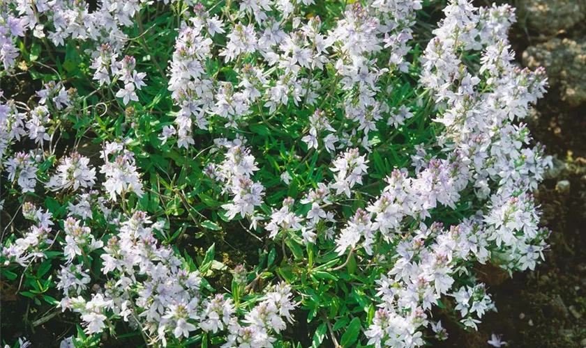 Veronica prostrata 'Alba'