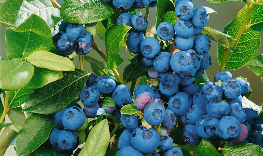 Vaccinium corymbosum 'North Blue'