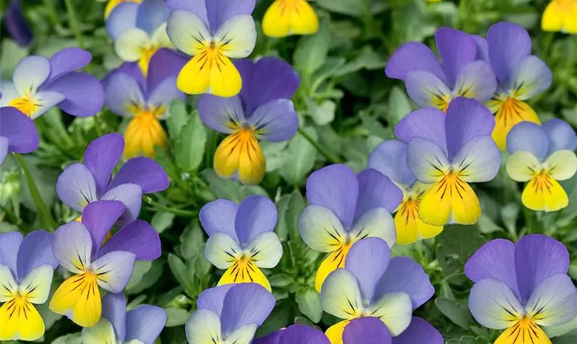 Viola cornuta 'Rocky Golden Blue'