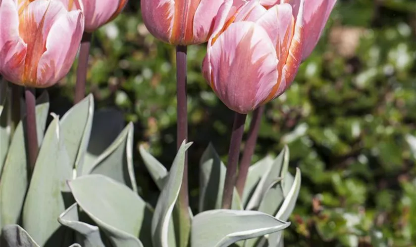 Tulipa 'Pretty Princess'