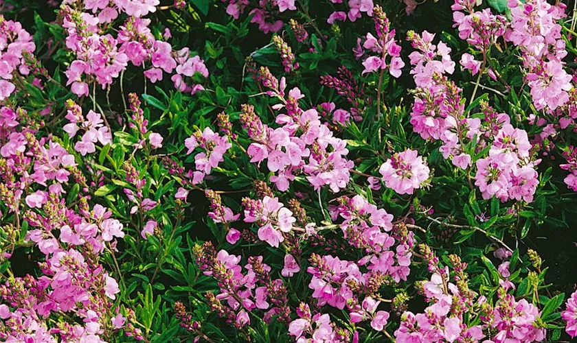 Veronica prostrata 'Rosea'