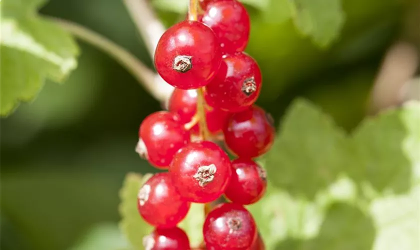 Ribes rubrum 'Rotet'