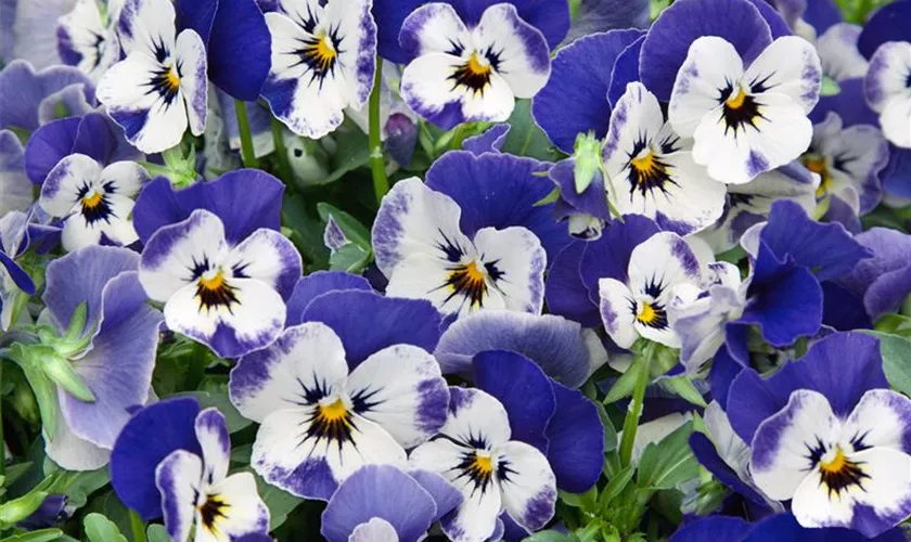 Viola cornuta 'Sorbet Delft Blue'