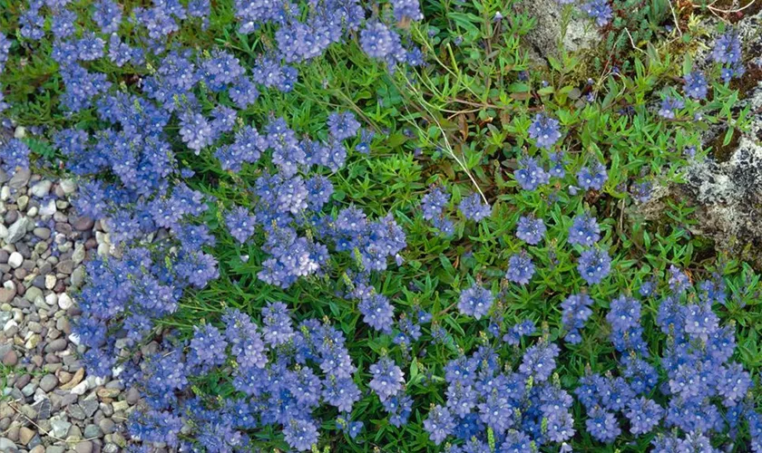 Veronica repens