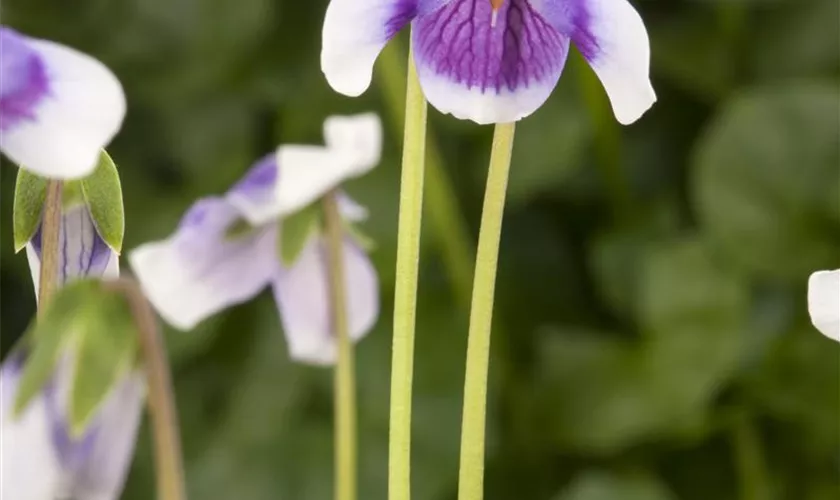 Viola hederacea