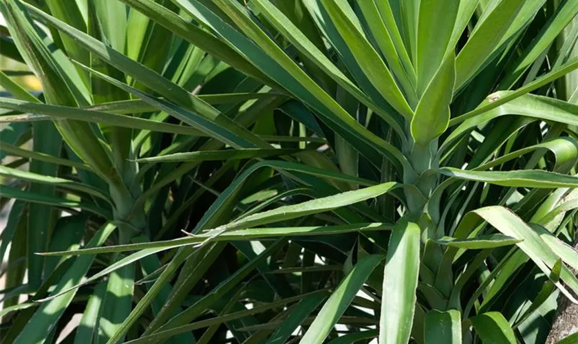 Yucca elephantipes 'Jewel'