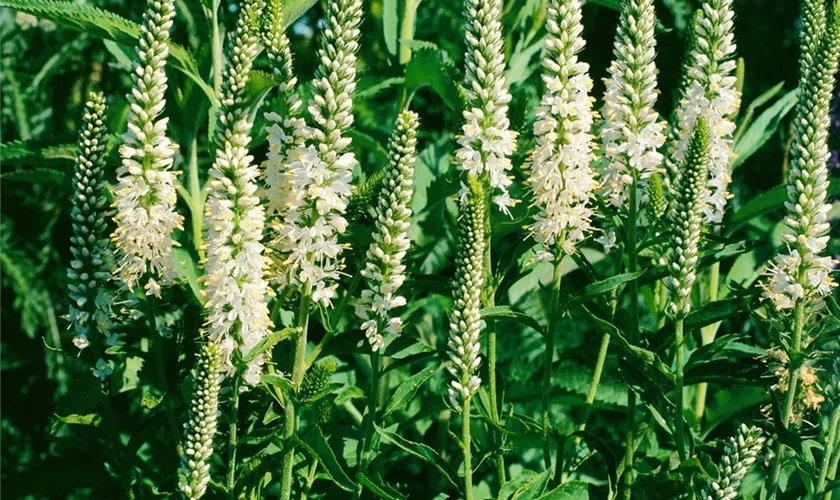 Veronica spicata 'Alba'