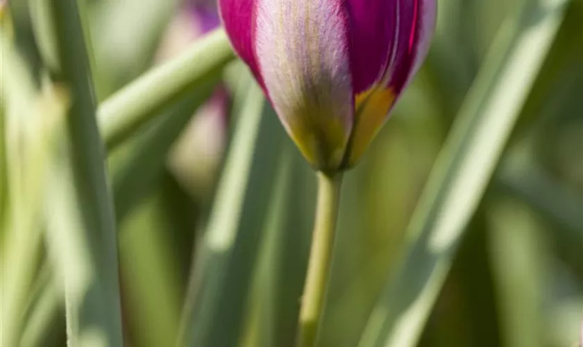 Wildtulpe 'Persian Pearl'