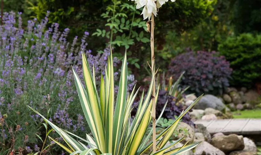 Yucca filamentosa 'Color Guard'