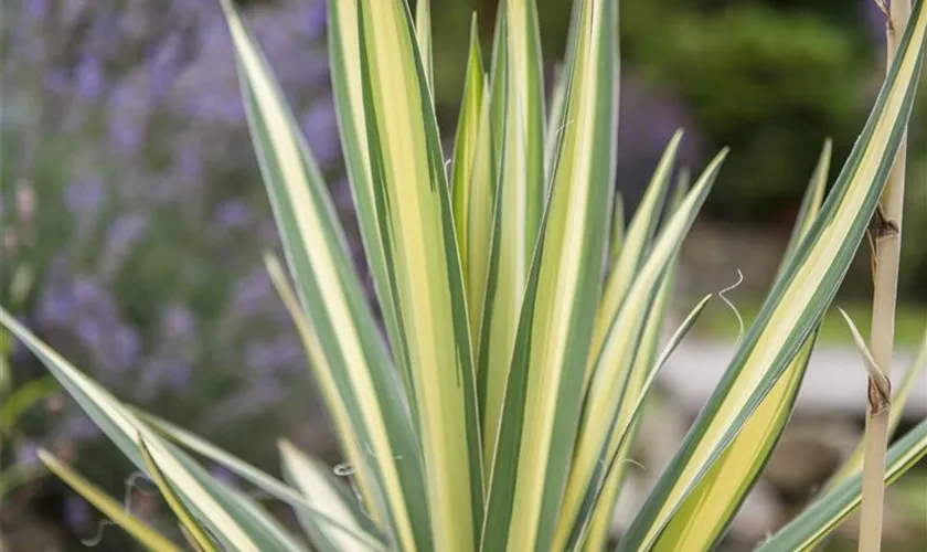 Yucca filamentosa 'Variegata'